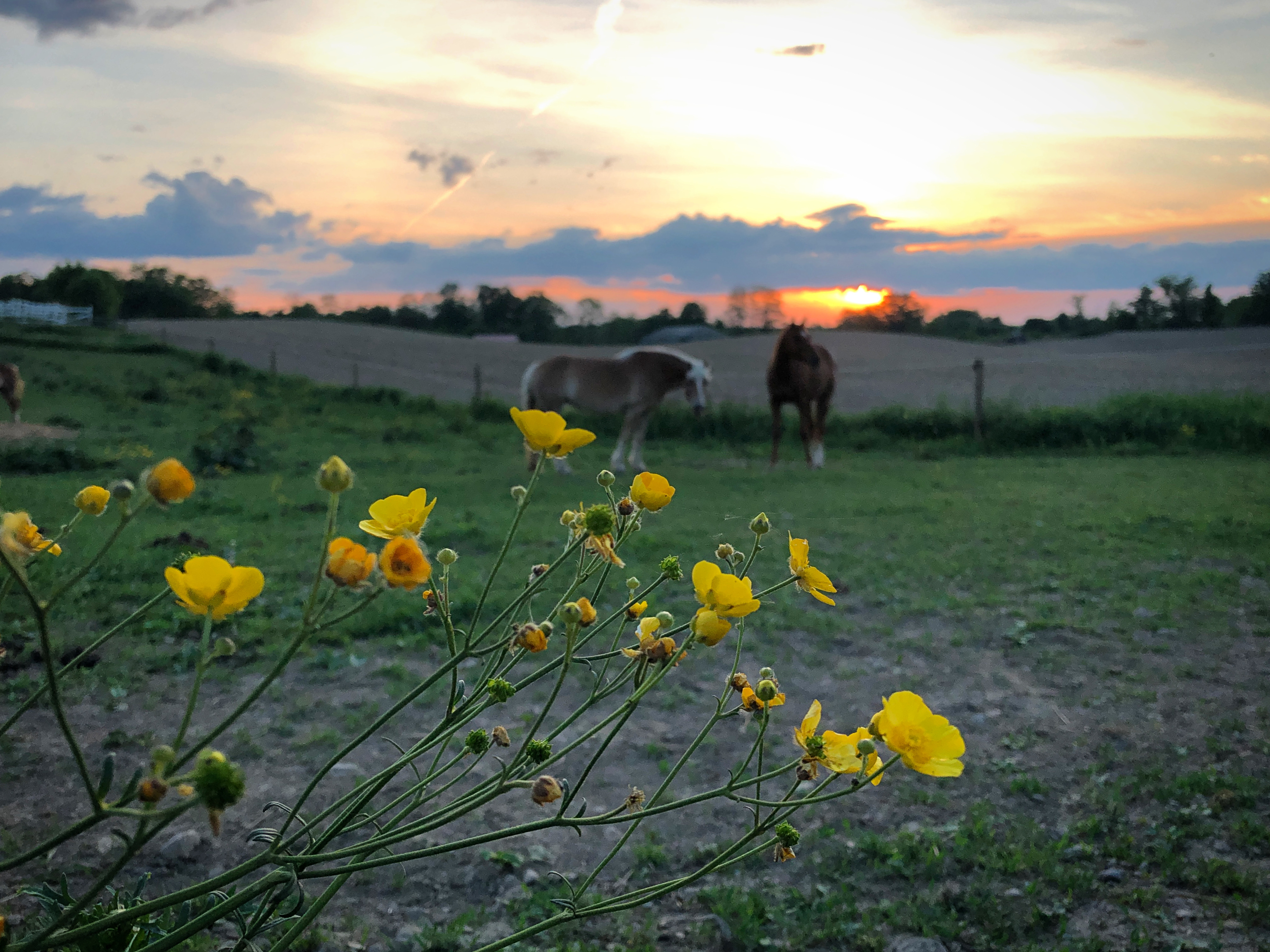 Buttercups in the horse paddock